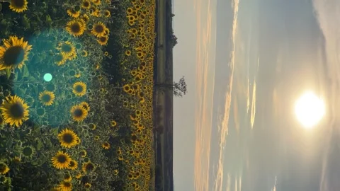 A field of flowering sunflowers at sunset.  Stock Footage 255444477