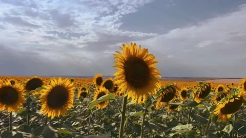 A field of flowering sunflowers at sunset.  Stock Footage 255780972