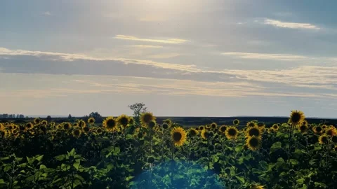 A field of flowering sunflowers at sunset.  Stock Footage 255872068