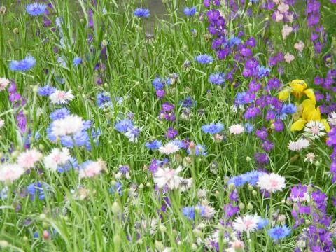 Field flowers 2 Stock Photos
