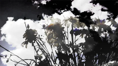 Field flowers and clouds Stock Footage 46178284