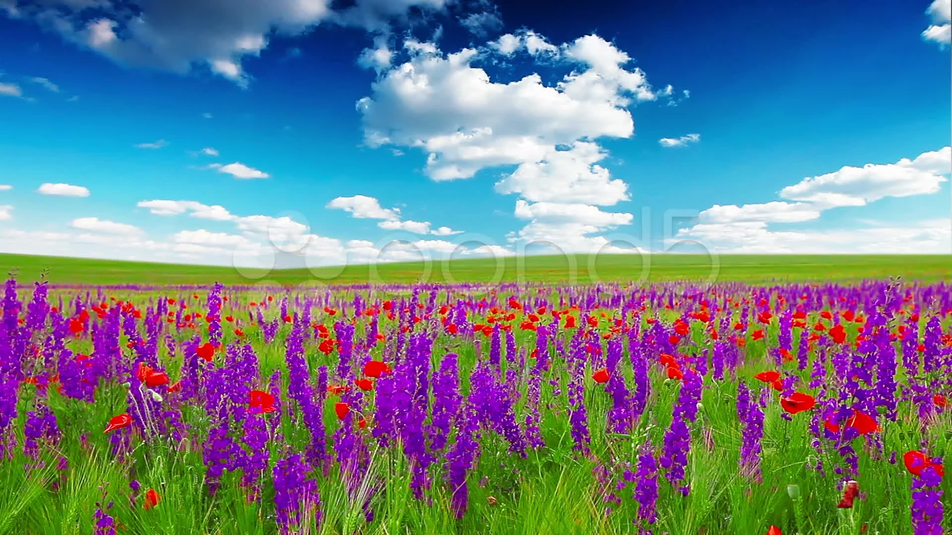 Field of flowers, Field of sunny flowers on cloudy day in L…