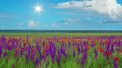 Field of flowers and the cloudy sky Stock Footage 11241707