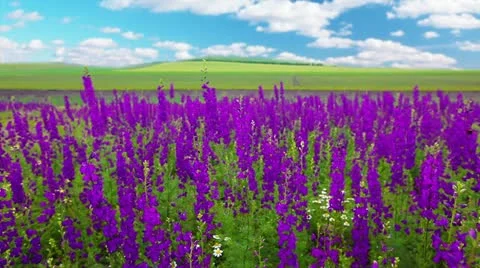 Field of flowers and the cloudy sky Stock Footage 14815525