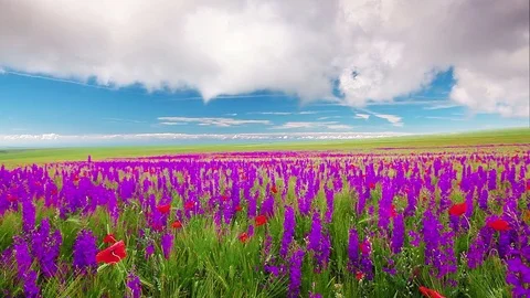 Field of flowers and the cloudy sky 库存影片 80345011