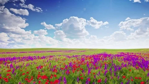 Field of flowers and the cloudy sky Stock Footage