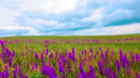 Field of flowers and the cloudy sky Stock Footage 84741013