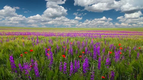 Field of flowers and the cloudy sky Stock Footage 129158366
