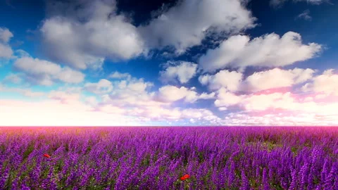 Field of flowers and the cloudy sky Stock Footage 130735209