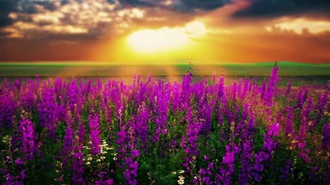 Field of flowers and the cloudy sky Stock Footage 202070505