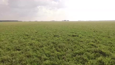 Field with flowers and herbs Stock Footage 139792945
