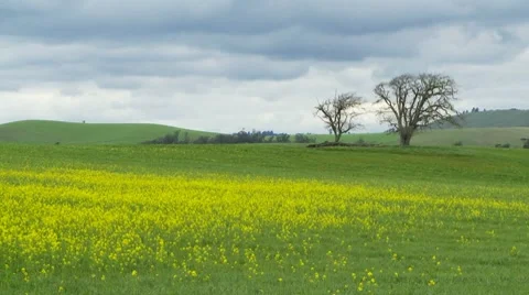 Field of flowers and trees Video stock 7729740