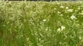 Field flowers background HD Footage