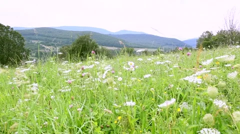 Field with flowers on a background of mountains Stock Footage 64883930