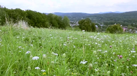 Field with flowers on a background of mountains Stock Footage 64899419