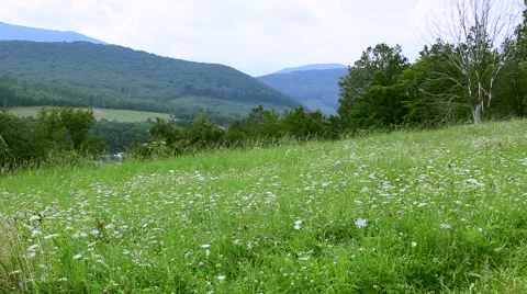 Field with flowers on a background of mountains Video stock 64899568