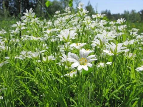 Field flowers background Stock Photos