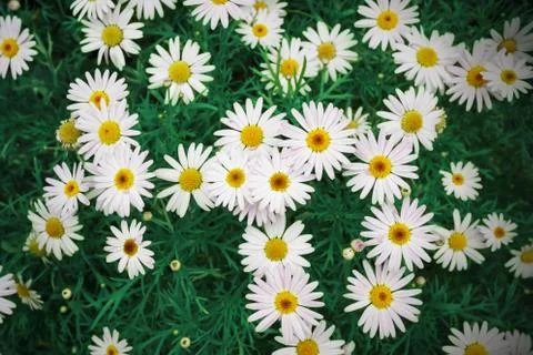 Field of flowers background Stock Photos