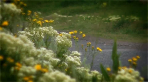 Field flowers on a background a road Stock Footage 37873000