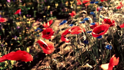 Field of flowers in bloom during sunny day in spring season Stock Footage 345058326