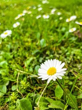Field of Flowers in Bloom 스톡 사진