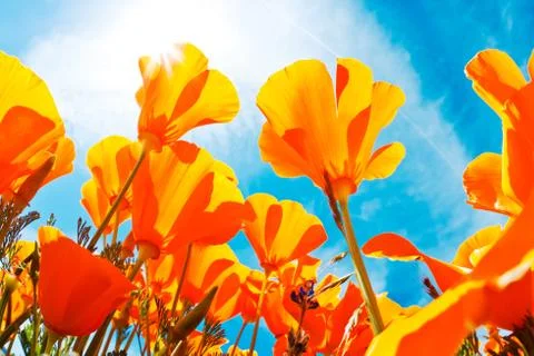 Field of flowers with blue sky, macro view Stock Photos