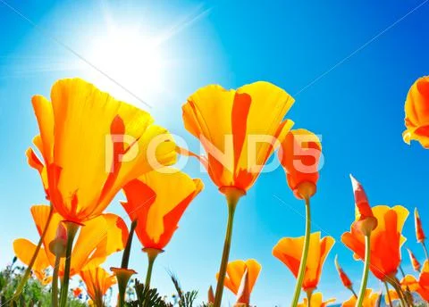 Field of flowers with blue sky, macro view Stock-Fotos