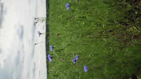 A field of flowers called cornflowers vertical video for social media Stock Footage 198332245