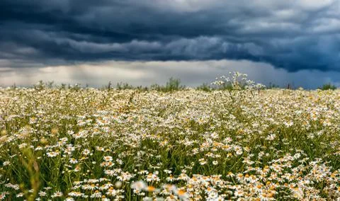 Field of flowers of chamomile in the background dramatic stormy rainy sky on a Foto stock