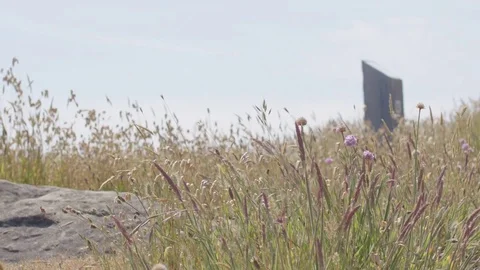 Field of Flowers at the Coast 스톡 동영상 85456843