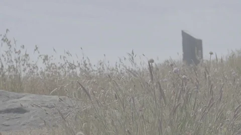Field of Flowers at the Coast - Log Stockbeeldmateriaal 85456793