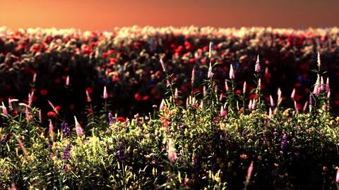 Field with flowers during summer sundown Stock Illustration
