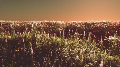 Field with flowers during summer sundown Stock Illustration