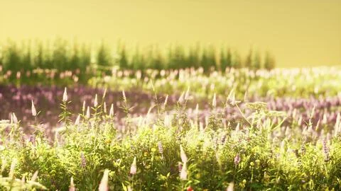 Field with flowers during summer sundown Stock Illustration