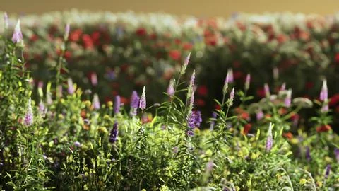 Field with flowers during summer sundown Stock Illustration