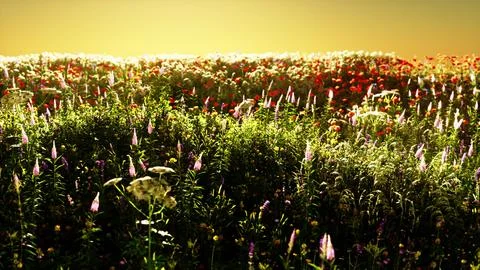 Field with flowers during summer sundown Stock Illustration