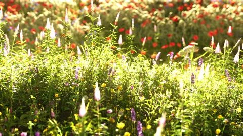 Field with flowers during summer sundown Stock Illustration