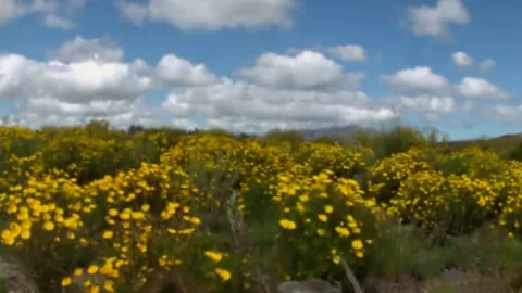Field of Flowers Focus Rack Cape Town Western Cape Video stock 69247391