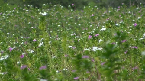 Field of flowers Stock Footage 839731