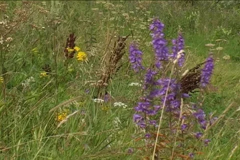 FIELD FLOWERS Stock Footage 1068729
