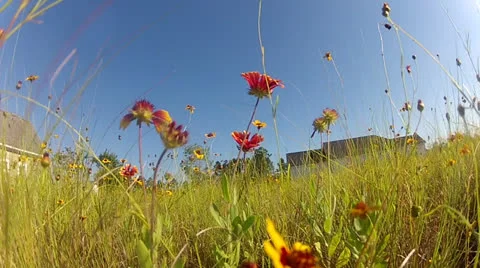 Field of Flowers Stock Footage 25991459