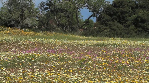 Field of Flowers 库存影片 32210890