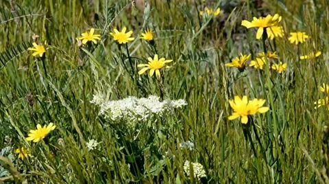 Field flowers Video stock 32905886