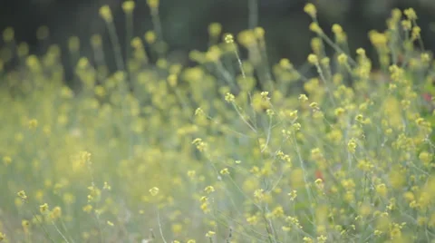 Field of Flowers Stock Footage 34296755