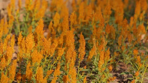 Field of Flowers Stock Footage 35525124