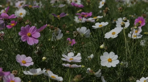 Field Flowers Видео 35563220