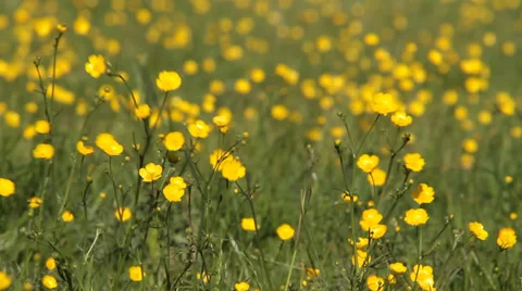 Field of flowers Stock Footage 38459139