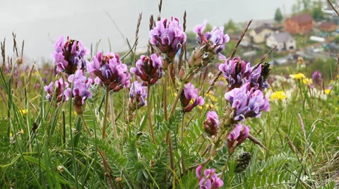 Field with flowers Video stock 39442890