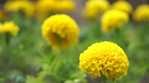 Field Flowers Stock Footage 52554172