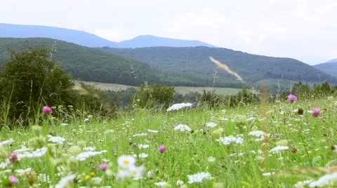 Field with flowers Stock Footage 64883366